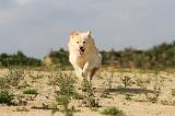 CHIEN FINNOIS DE LAPONIE 368